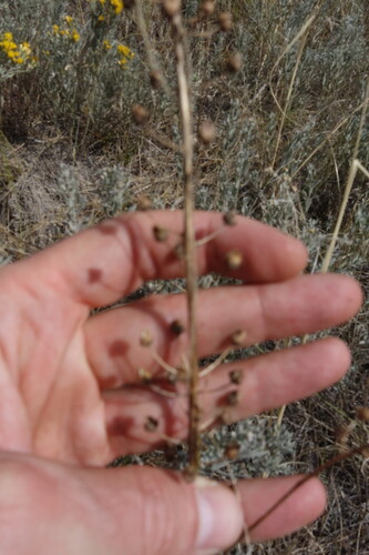 Verbascum phoeniceum, photograph 5
