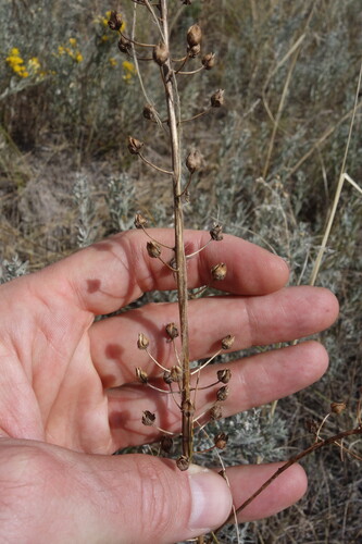 Verbascum phoeniceum, photograph 4