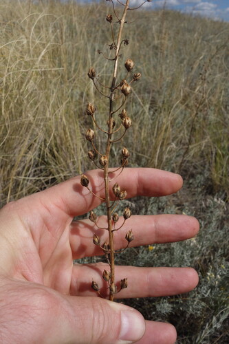 Verbascum phoeniceum, photograph 6