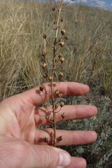 Verbascum phoeniceum, photograph (c) Aleksei Baushev, some rights reserved (CC BY)