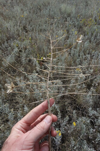 Bellevalia speciosa