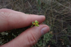 Euphorbia seguieriana