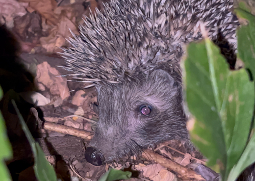 Southern White-breasted Hedgehog