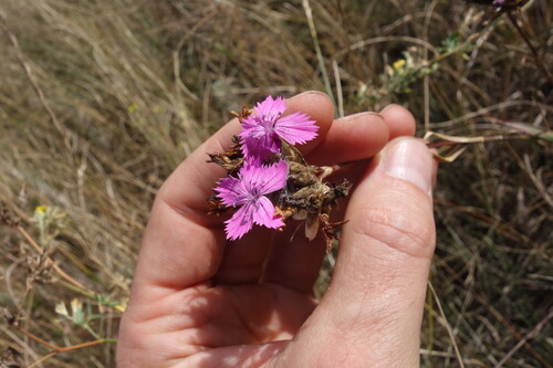 Dianthus membranaceus, 2026-08-29