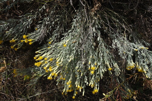 Galatella villosa, photograph 1