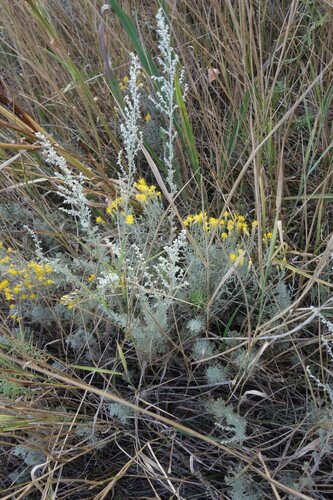 Artemisia austriaca, photograph 4