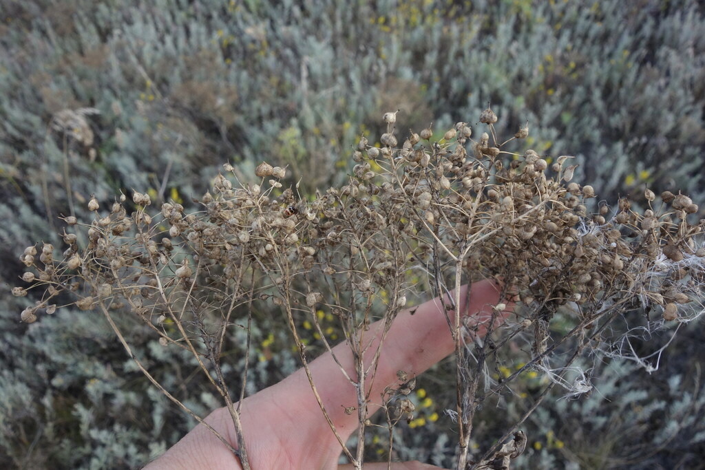 Lepidium draba; photograph (c) Aleksei Baushev, some rights reserved (CC BY)