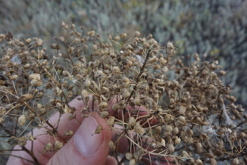 Lepidium draba, photograph 4