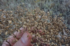(c) Aleksei Baushev, some rights reserved (CC BY) Lepidium draba, photograph (c) Aleksei Baushev, some rights reserved (CC BY)