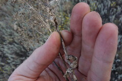 (c) Aleksei Baushev, some rights reserved (CC BY) Lepidium draba, photograph (c) Aleksei Baushev, some rights reserved (CC BY)