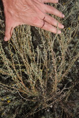 (c) Aleksei Baushev, some rights reserved (CC BY) Bassia prostrata, photograph (c) Aleksei Baushev, some rights reserved (CC BY)