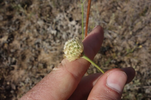 Cephalaria uralensis