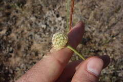 Cephalaria uralensis