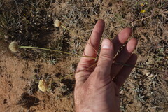 Cephalaria uralensis, photograph (c) Aleksei Baushev, some rights reserved (CC BY)