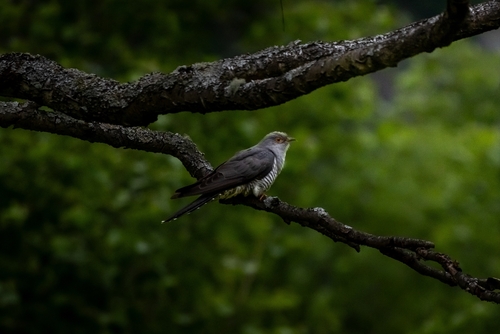 Common Cuckoo
