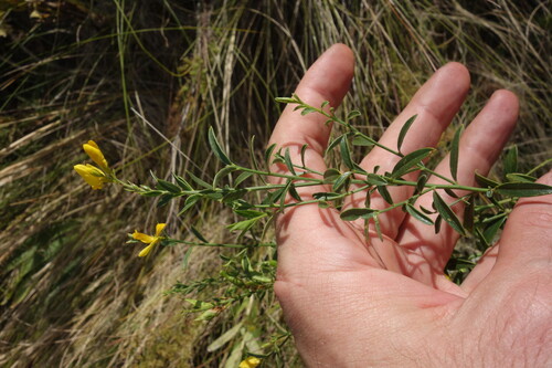 Genista tinctoria, photograph 6