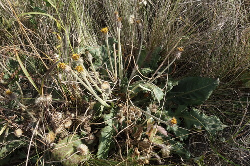 Taraxacum serotinum