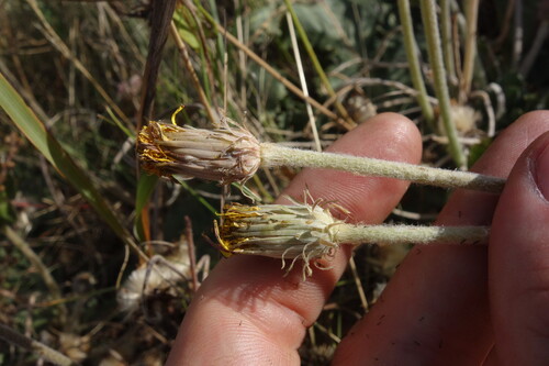 Taraxacum serotinum, photograph 1