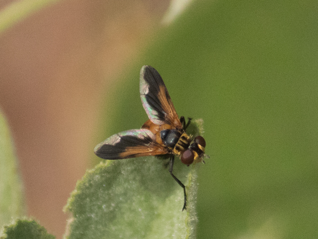 Trichopoda ypiranga
