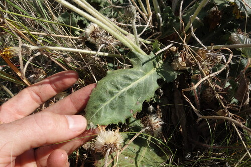 Taraxacum serotinum, photograph 2