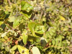 Lonicera implexa, photograph (c) Duarte Frade, some rights reserved (CC BY)