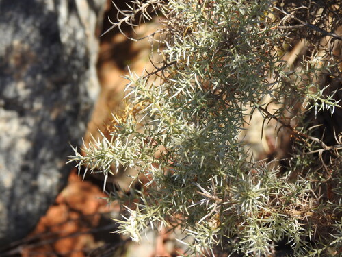 Ulex argenteus, photograph 4