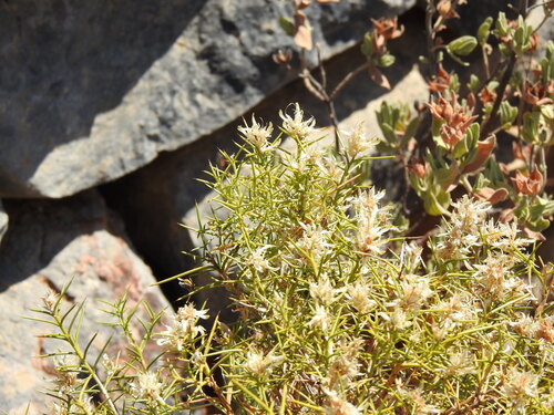 Genista hirsuta, photograph 1
