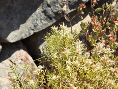 (c) Duarte Frade, some rights reserved (CC BY) Genista hirsuta, photograph (c) Duarte Frade, some rights reserved (CC BY)