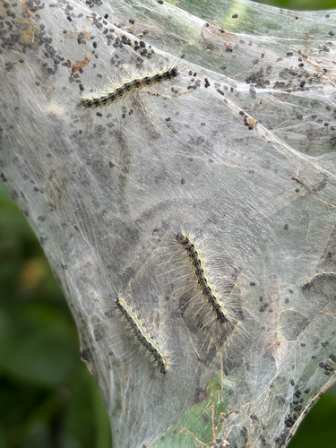 iNaturalist observation photo of Fall Webworm Moth