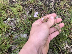 Cardamine pratensis pratensis