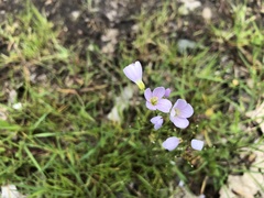 Cardamine pratensis pratensis