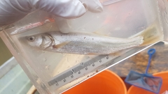 Ptychocheilus oregonensis