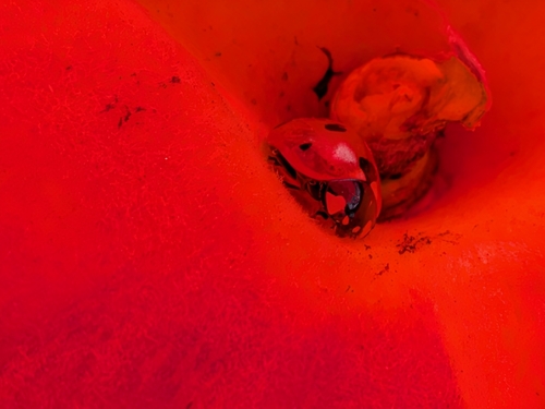 Seven-spotted Lady Beetle