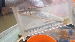 Ptychocheilus oregonensis