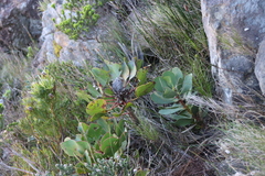 (c) Tony Rebelo, some rights reserved (CC BY-SA) Protea speciosa, photograph (c) Tony Rebelo, some rights reserved (CC BY-SA)
