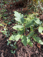 (c) Brandon Corder, some rights reserved (CC BY) Toxicodendron pubescens, photograph (c) Brandon Corder, some rights reserved (CC BY)