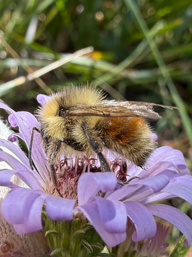 iNaturalist observation photo of Forest Bumble Bee