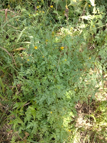 Spanish needles