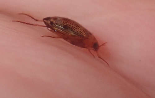 Peltodytes simplex