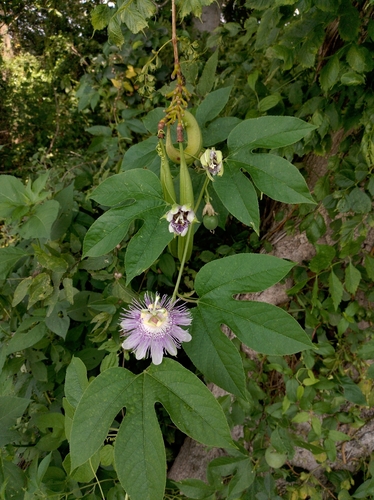 purple passionflower