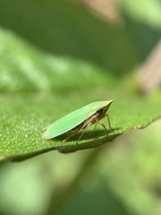 Draeculacephala constricta