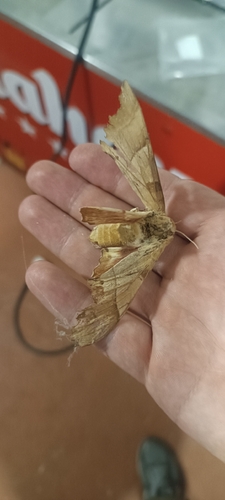 Oak Hawkmoth