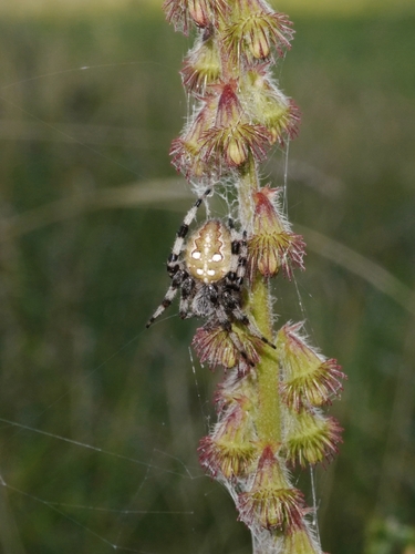 Four-spot Orbweaver