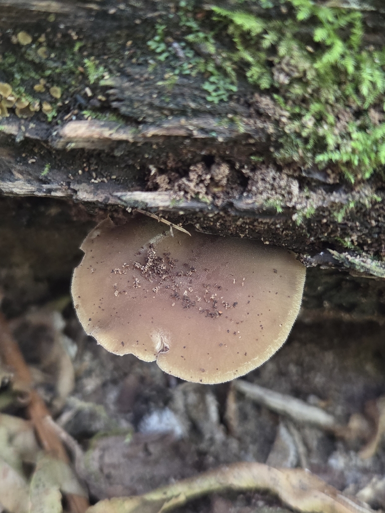 Simocybe serrulata · August 2026 · photo: Photo: (c) Mandy Hackney, some rights reserved (CC BY) · iNaturalist