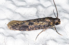 Haplotinea insectella