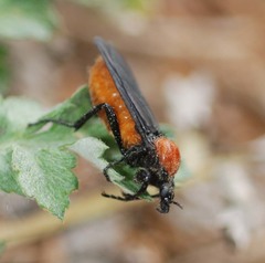 Bibio rufiventris
