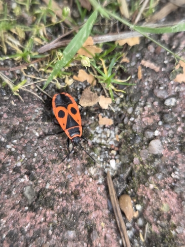 European Firebug