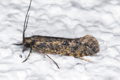 Haplotinea insectella