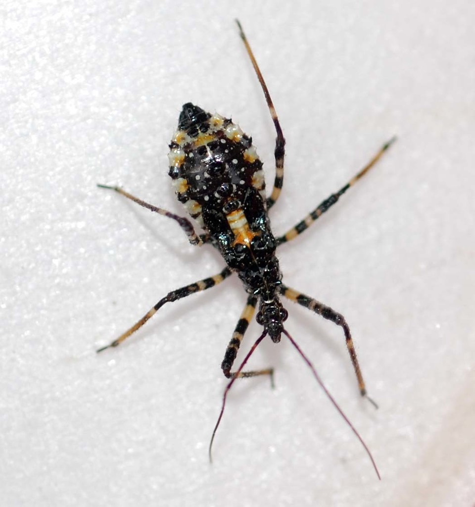 Sphedanolestes impressicollis