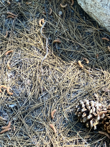 iNaturalist observation photo of Striped Whipsnake